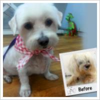Copyright Darwin Pet Spa 2012